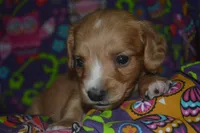 AKC Copper , a male Miniature Dachshund for sale in Sylvia, KS – Photo 2 of 6