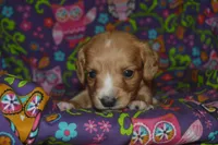 AKC Copper , a male Miniature Dachshund for sale in Sylvia, KS – Photo 4 of 6