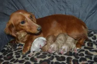 AKC Copper , a male Miniature Dachshund for sale in Sylvia, KS – Photo 6 of 6