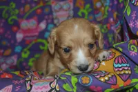 AKC Copper , a male Miniature Dachshund for sale in Sylvia, KS – Photo 3 of 6