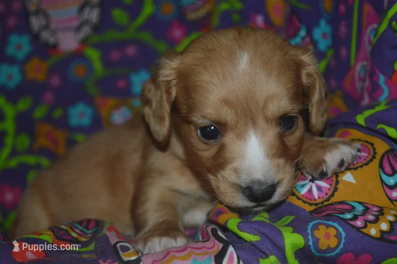 AKC Copper  – Miniature Dachshund puppy for sale in Sylvia, KS