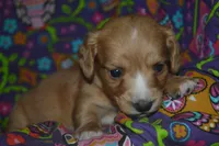 AKC Copper , a male Miniature Dachshund for sale in Sylvia, KS – Photo 1 of 6