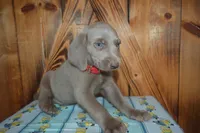 Silver Longhair Male , a male Weimaraner for sale in Sylvia, KS – 2 of 5