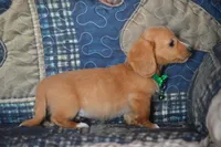 Tommy AKC , a male Miniature Dachshund for sale in Sylvia, KS – 4 of 6