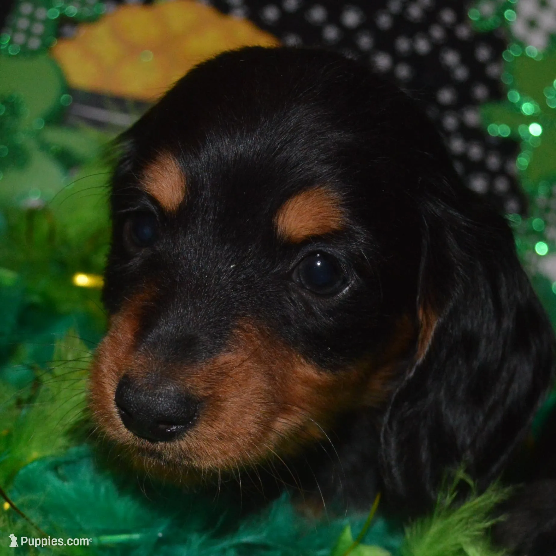Dolly  – Miniature Dachshund puppy for sale in Sylvia, KS