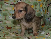 Bella , a female Miniature Dachshund for sale in Sylvia, KS – Photo 2 of 2