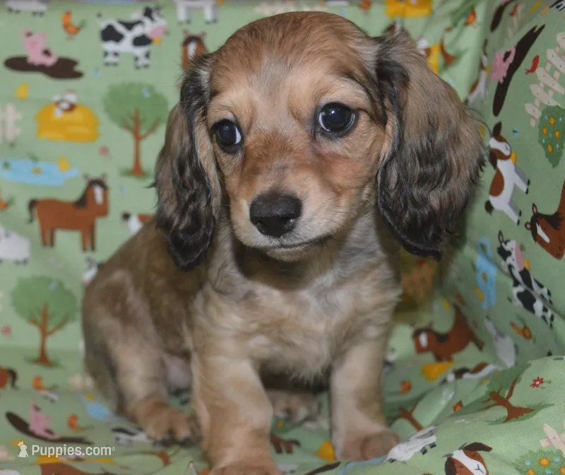 Bella  – Miniature Dachshund puppy for sale in Sylvia, KS