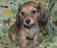 Bella , a female Miniature Dachshund for sale in Sylvia, KS – Photo 1 of 2