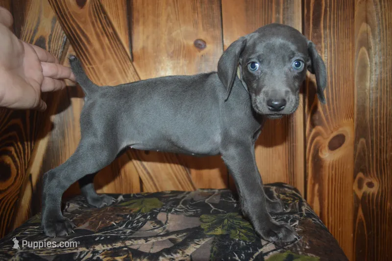 Blue Female  – Weimaraner puppy for sale in Sylvia, KS
