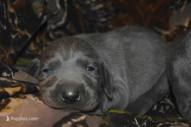 Blue Male  – Weimaraner puppy for sale in Sylvia, KS