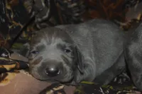 Blue Male , a male Weimaraner for sale in Sylvia, KS – 1 of 4