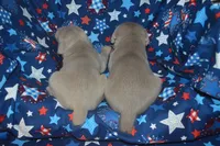 Silver Female AKC ST, a female Weimaraner for sale in Sylvia, KS – 8 of 9