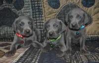 AKC Blue Male , a male Weimaraner for sale in Sylvia, KS – 2 of 4