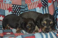 LH Male AKC/PRA Clear , a male Miniature Dachshund for sale in Sylvia, KS – 2 of 7