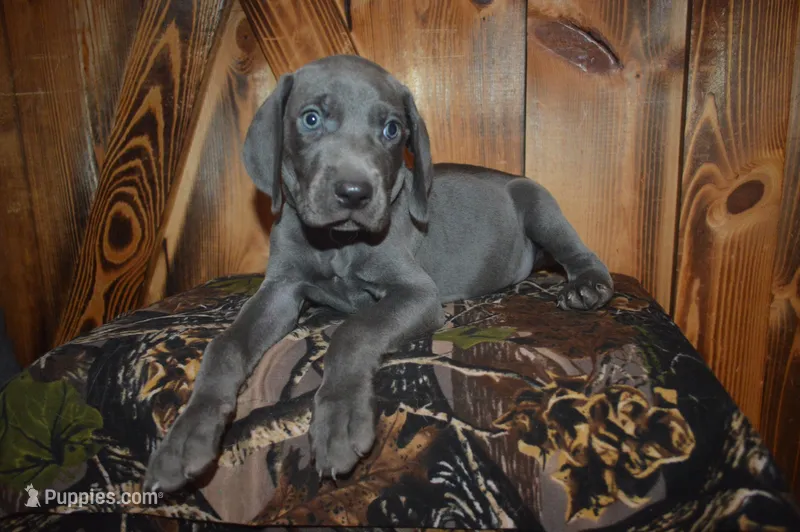 Blue Male  – Weimaraner puppy for sale in Sylvia, KS