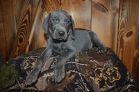 Blue Male , a male Weimaraner for sale in Sylvia, KS – 1 of 6