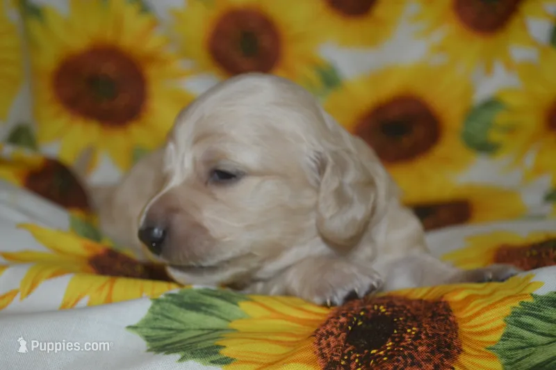 Cream Male AKC/PRA Clear   – Miniature Dachshund puppy for sale in Sylvia, KS
