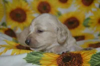 Cream Male AKC/PRA Clear  , a male Miniature Dachshund for sale in Sylvia, KS – 1 of 5
