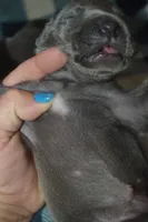 Blue Female AKC , a female Weimaraner for sale in Sylvia, KS – 3 of 8