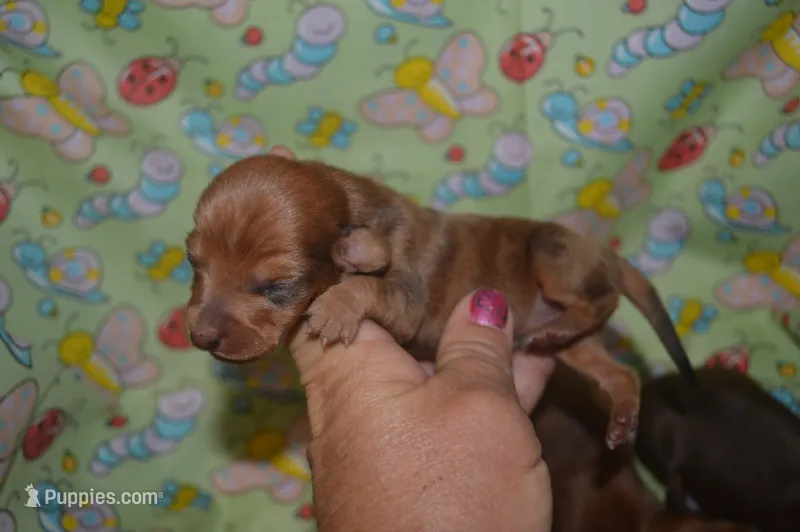 DAPPLE Male  – Miniature Dachshund puppy for sale in Sylvia, KS