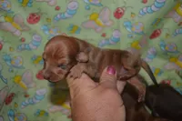 DAPPLE Male , a male Miniature Dachshund for sale in Sylvia, KS – 1 of 7