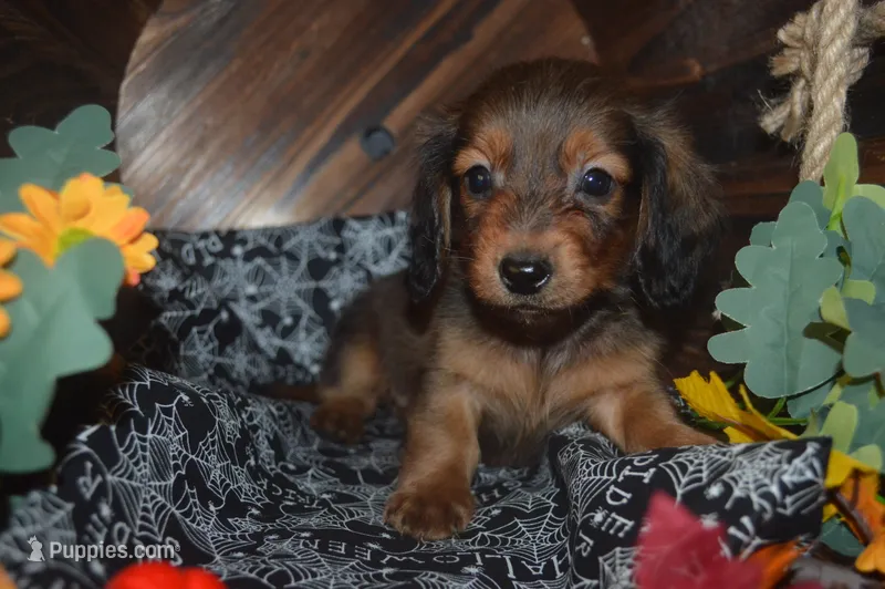Shaded Red AKC/PRA Clear  – Miniature Dachshund puppy for sale in Sylvia, KS