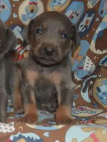 Female , a male Weimaraner for sale in Sylvia, KS – 2 of 5