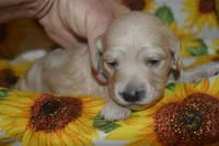 Cream Male AKC/PRA Clear  , a male Miniature Dachshund for sale in Sylvia, KS – 4 of 5