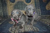 AKC Female Pink , a male Weimaraner for sale in Sylvia, KS – 3 of 5