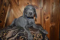 Blue Male , a male Weimaraner for sale in Sylvia, KS – 6 of 6