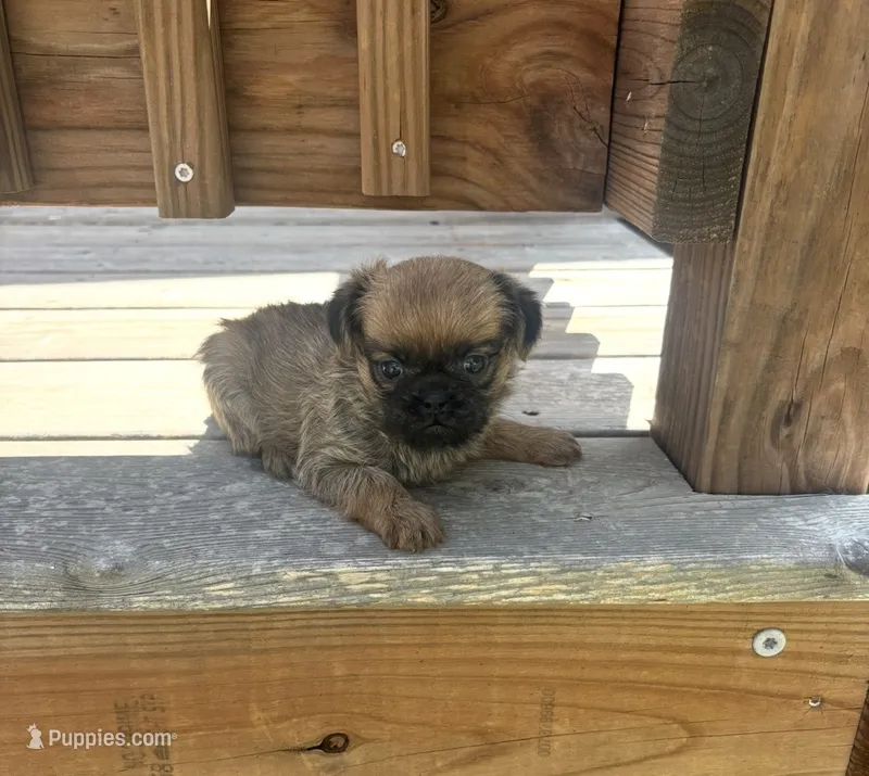 Male 3 – Brussels Griffon puppy for sale in Sylvia, KS
