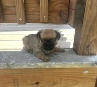 Male 3, a male Brussels Griffon for sale in Sylvia, KS – 1 of 1