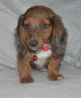 DAPPLE Male AKC/PRA Clear , a male Miniature Dachshund for sale in Sylvia, KS – 3 of 5