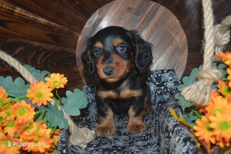 Black and Tan Male  – Miniature Dachshund puppy for sale in Sylvia, KS