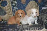 Conner AKC/PRA Clear , a male Miniature Dachshund for sale in Sylvia, KS – 5 of 5