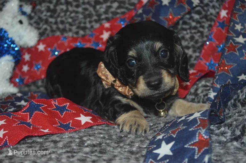 BK/Cream AKC/PRA Clear  – Miniature Dachshund puppy for sale in Sylvia, KS