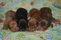 Black and Tan Male , a male Miniature Dachshund for sale in Sylvia, KS – 4 of 4