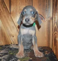 Male MOH Blue, a male Weimaraner for sale in Sylvia, KS – 2 of 4