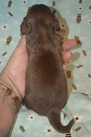 Chocolate/Tan Male , a male Miniature Dachshund for sale in Sylvia, KS – 2 of 6