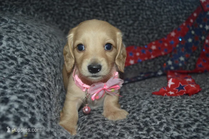 Cream Female AKC/PRA Clear  – Miniature Dachshund puppy for sale in Sylvia, KS