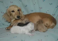 Cream/Pie Male AKC/PRA Clear  , a male Miniature Dachshund for sale in Sylvia, KS – 6 of 6