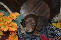 Chocolate/Tan , a male Miniature Dachshund for sale in Sylvia, KS – 2 of 3