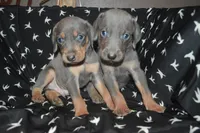 MOH Blue Male , a male Weimaraner for sale in Sylvia, KS – 2 of 7