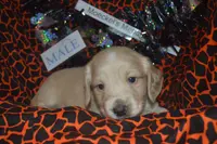 AKC PRA Clear Male, a male Miniature Dachshund for sale in Sylvia, KS – Photo 3 of 9