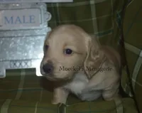 AKC PRA Clear Male, a male Miniature Dachshund for sale in Sylvia, KS – Photo 9 of 9