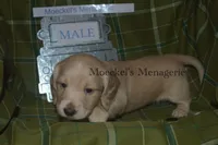 AKC PRA Clear Male, a male Miniature Dachshund for sale in Sylvia, KS – Photo 8 of 9