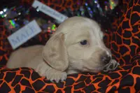 AKC PRA Clear Male, a male Miniature Dachshund for sale in Sylvia, KS – Photo 4 of 9