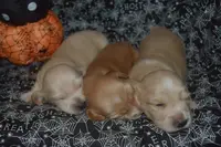 AKC PRA Clear Male, a male Miniature Dachshund for sale in Sylvia, KS – Photo 6 of 9