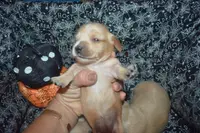 AKC PRA Clear Male, a male Miniature Dachshund for sale in Sylvia, KS – Photo 5 of 9