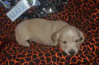 AKC PRA Clear Male, a male Miniature Dachshund for sale in Sylvia, KS – Photo 7 of 9